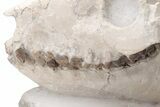 Fossil Oreodont (Merycoidodon) Skull with Associated Bones #232219-4